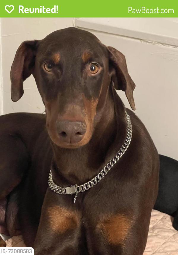 Reunited Female Dog last seen i20 and park springs, Arlington, TX 76017