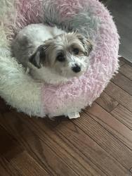 Reunited Female Dog last seen Near Pocahontas Drive , Gaithersburg, MD 20882