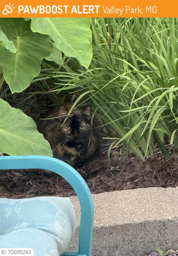 Found/Stray Unknown Cat last seen Boyd Ave & Crescent Ave, Valley Park, MO 63088