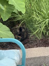 Found/Stray Unknown Cat last seen Boyd Ave & Crescent Ave, Valley Park, MO 63088