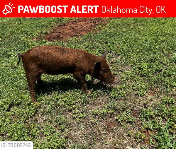 Lost Female Other last seen 44th and sunnylane, Oklahoma City, OK 73135