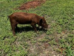 Lost Female Other last seen 44th and sunnylane, Oklahoma City, OK 73135