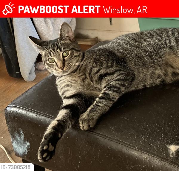 Lost Male Cat last seen Chinquapin Trail, near 1065, Winslow, AR 72959