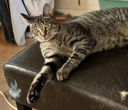 Lost Male Cat last seen Chinquapin Trail, near 1065, Winslow, AR 72959