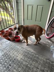 Found/Stray Female Dog last seen Highway 29, Bertram, TX 78605
