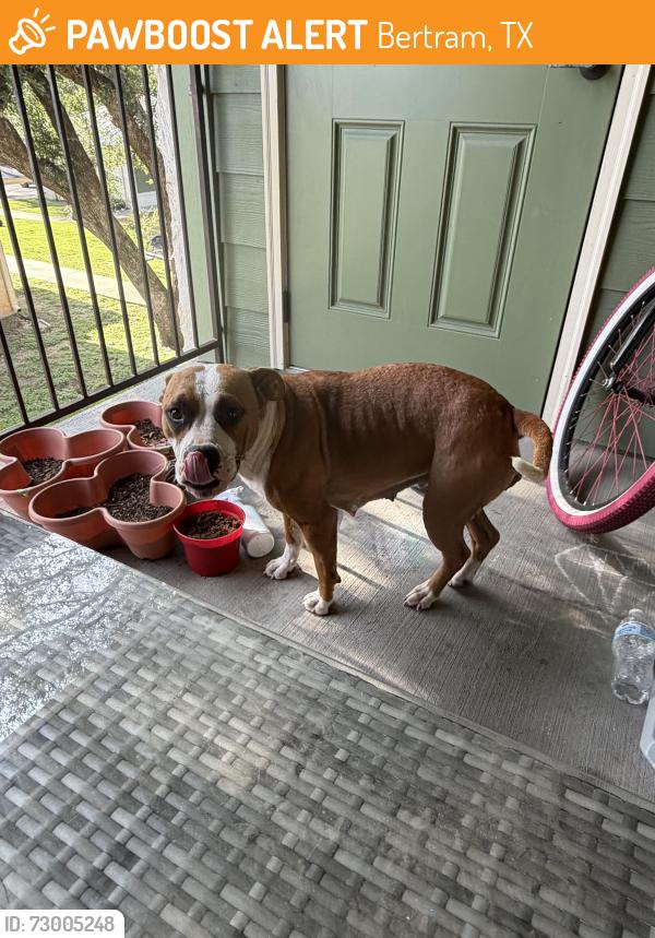 Found/Stray Female Dog last seen Highway 29, Bertram, TX 78605
