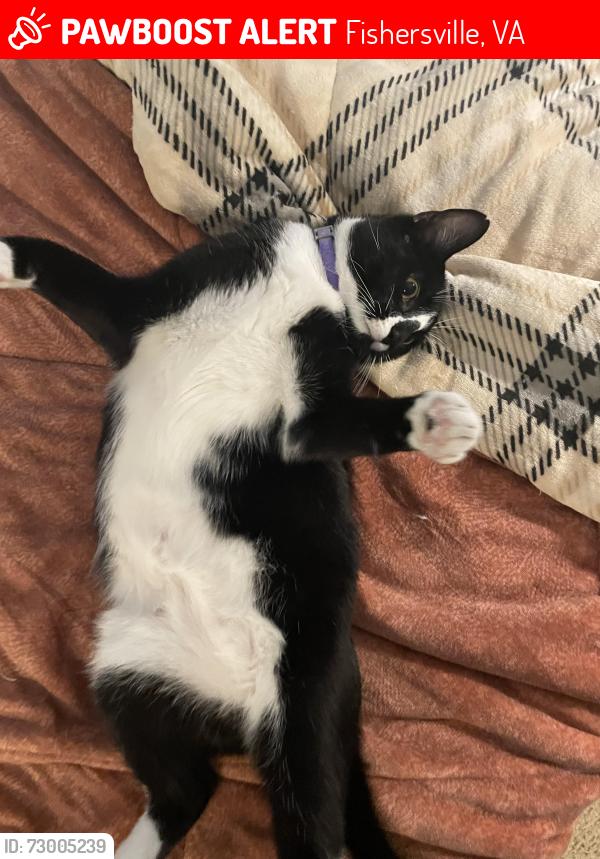 Lost Male Cat last seen Lori Fox Handcrafted Jewelry Near montvue dr neighborhood, Fishersville, VA 22939