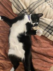 Lost Male Cat last seen Lori Fox Handcrafted Jewelry Near montvue dr neighborhood, Fishersville, VA 22939