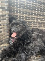 Lost Female Dog last seen ran out into shields ave, Alexandria, VA 22303