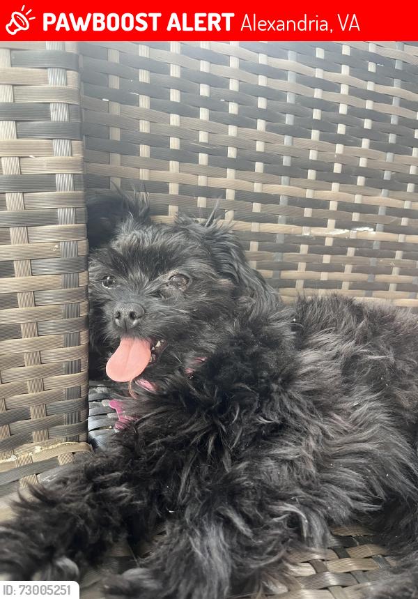 Lost Female Dog last seen ran out into shields ave, Alexandria, VA 22303