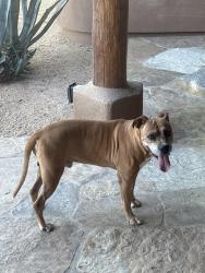 Reunited Male Dog last seen 68th street & lone mountian, Cave Creek, AZ 85331