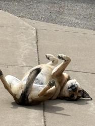 Lost Female Dog last seen Jones valley road, Mosinee Wi, Guenther, WI 54455