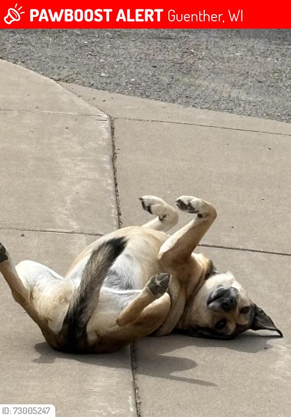 Lost Female Dog last seen Jones valley road, Mosinee Wi, Guenther, WI 54455