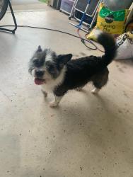 Reunited Female Dog last seen SW 15th and Mustang Road, Yukon, OK 73099