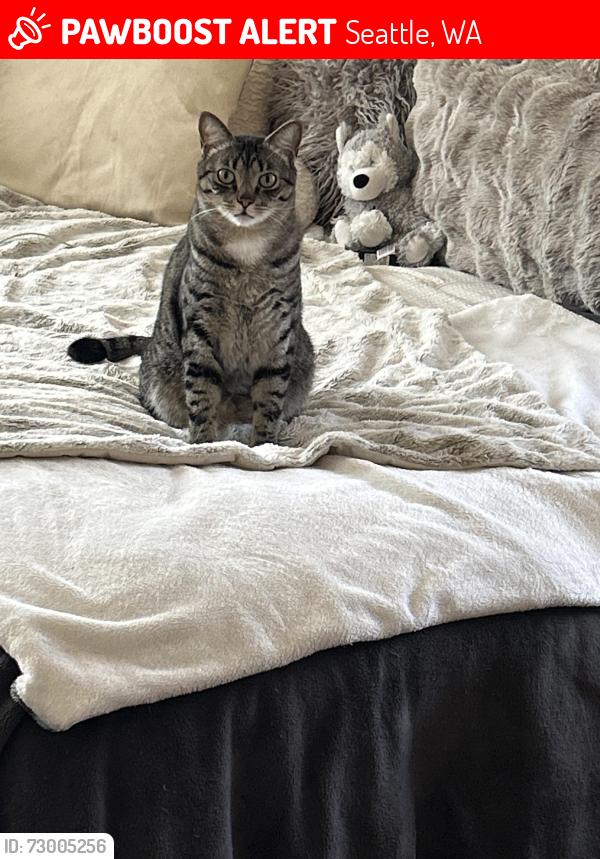 Lost Male Cat last seen 46th Ave NE between 47th and 50th street , Seattle, WA 98105