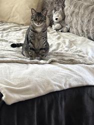 Lost Male Cat last seen 46th Ave NE between 47th and 50th street , Seattle, WA 98105