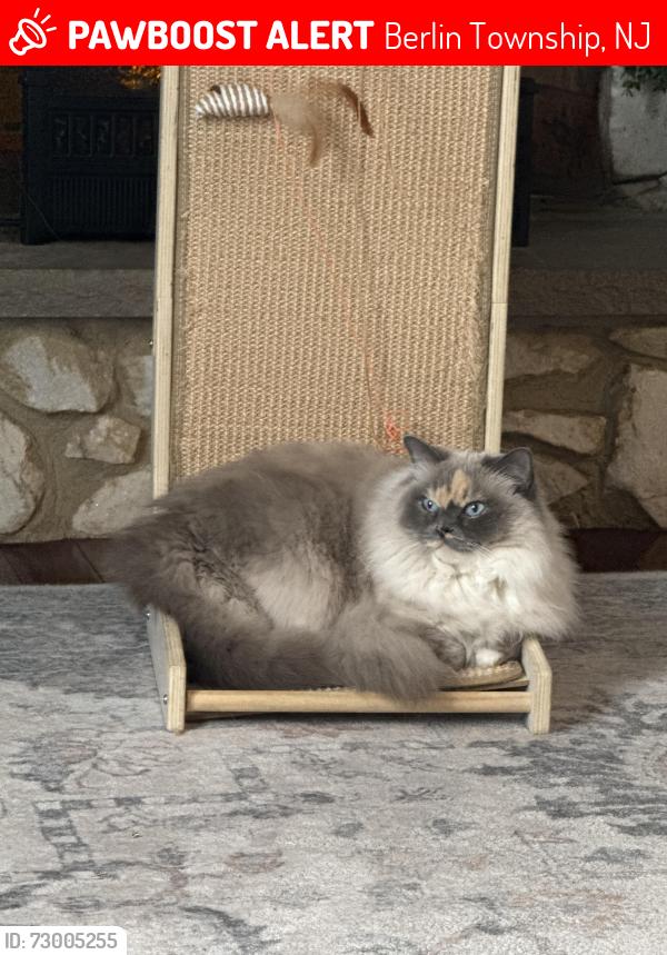 Lost Female Cat last seen Haddon and Bethel Ave, Berlin Township, NJ 08091