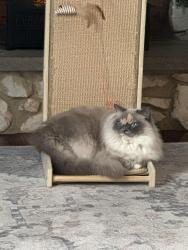 Lost Female Cat last seen Haddon and Bethel Ave, Berlin Township, NJ 08091