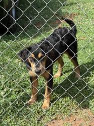 Found/Stray Unknown Dog last seen Close to 290 in Duncan, Duncan, SC 29334