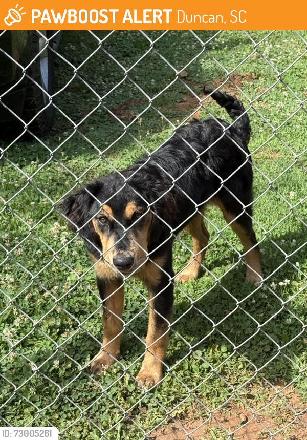 Found/Stray Unknown Dog last seen Close to 290 in Duncan, Duncan, SC 29334
