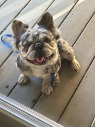 Reunited Female Dog last seen Near Corte Flores, Chula Vista, CA 91914, USA, Chula Vista, CA 91914