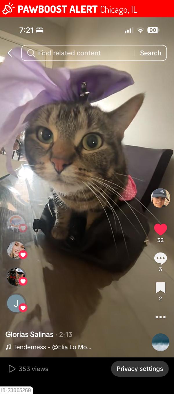 Lost Female Cat last seen Near Avers , Chicago, IL 60623