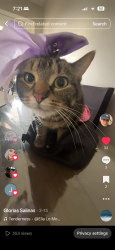 Lost Female Cat last seen Near Avers , Chicago, IL 60623