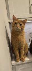 Lost Male Cat last seen Corner of Plymouth and Cassady , Bexley, OH 43209
