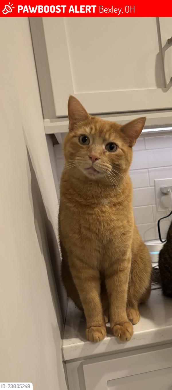 Lost Male Cat last seen Corner of Plymouth and Cassady , Bexley, OH 43209