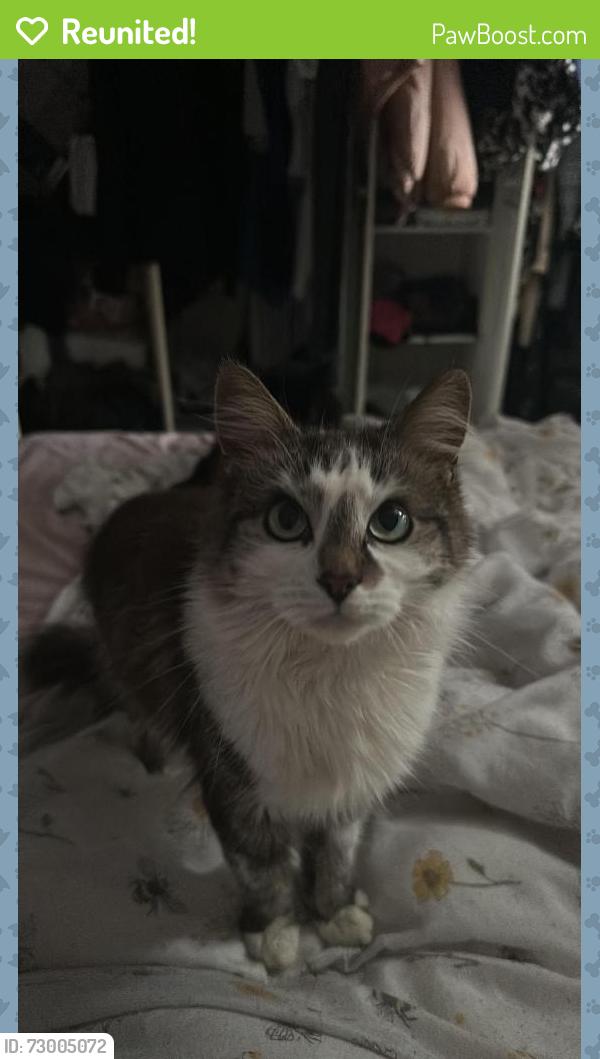 Reunited Female Cat last seen Near Albany Rd, Enfield EN3, UK, Greater London, England EN3