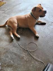 Lost Male Dog last seen Brown st., Akron, OH 44301