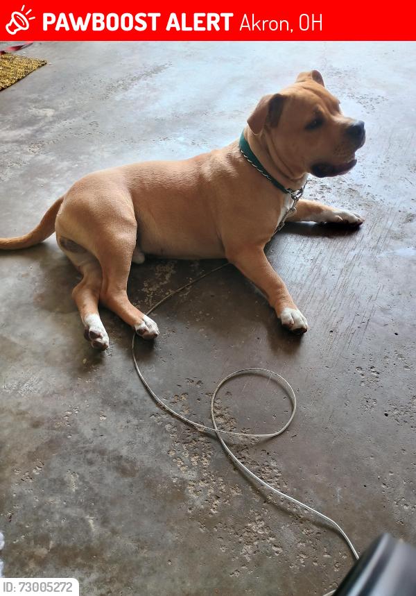 Lost Male Dog last seen Brown st., Akron, OH 44301