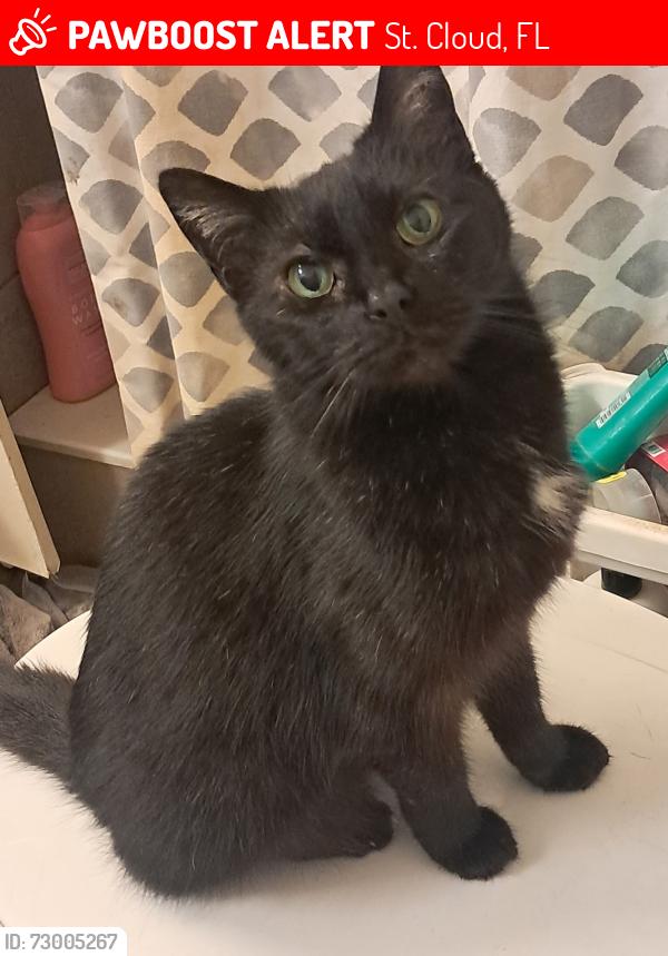 Lost Female Cat last seen Missouri and Bramblewood, St. Cloud, FL 34769