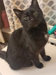 Lost Female Cat last seen Missouri and Bramblewood, St. Cloud, FL 34769
