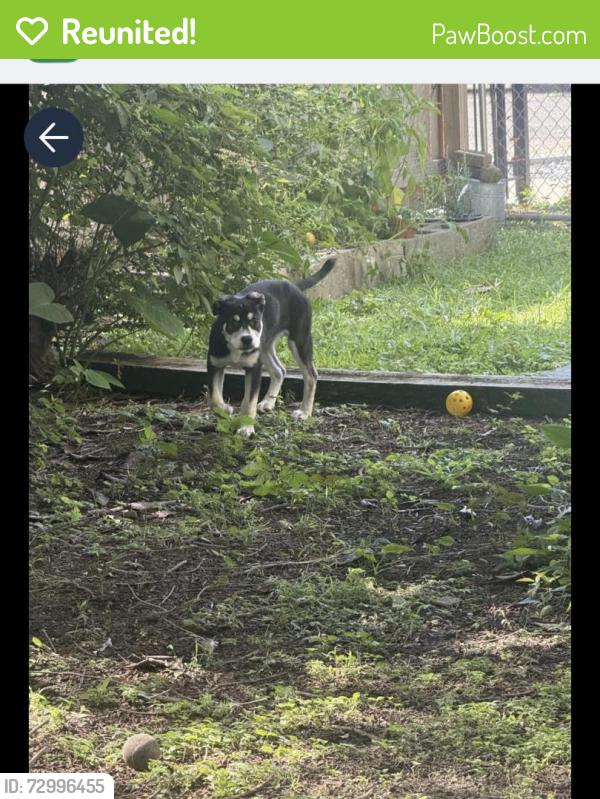 Reunited Female Dog last seen Near annunciation street, New Orleans, LA 70115