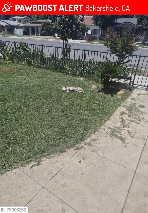 Lost Male Dog last seen Flower and Tulare, Bakersfield, CA 93305