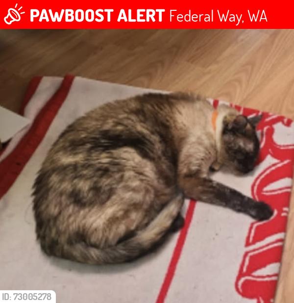 Lost Female Cat last seen Brigadoon Elementary , Federal Way, WA 98023