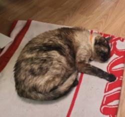 Lost Female Cat last seen Brigadoon Elementary , Federal Way, WA 98023