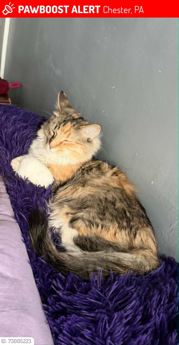 Lost Female Cat last seen 3rd & Engle St in Chester, Chester, PA 19013