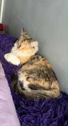 Lost Female Cat last seen 3rd & Engle St in Chester, Chester, PA 19013