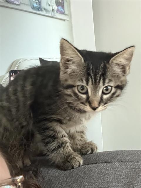 Shelter Stray Female Cat last seen CHARLOTTE, 8315 Byrum Dr, Charlotte, NC 28217, USA