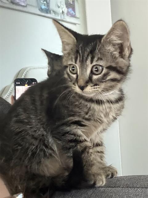 Shelter Stray Female Cat last seen CHARLOTTE, 8315 Byrum Dr, Charlotte, NC 28217, USA