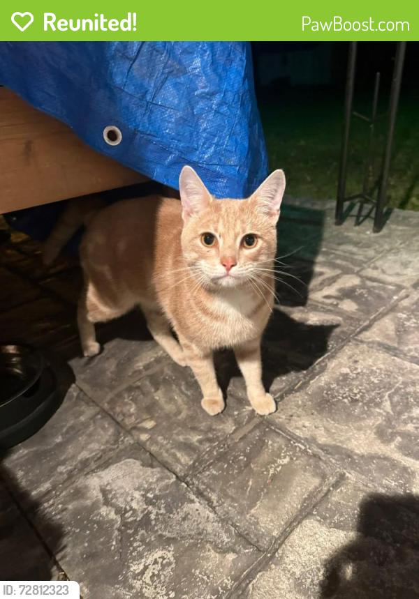 Reunited Male Cat last seen Northgate Bible Chapel between Mt. Read and Dewey Ave, Rochester, NY 14616