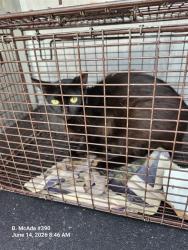 Shelter Stray Female Cat last seen Near BLOCK W ACADEMY, 4710 TX-151, San Antonio, TX 78227, USA