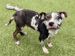 Shelter Stray Male Dog last seen CLOVER/LATTY,63042, 10521 Baur Blvd, Olivette, MO 63132, USA