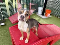 Shelter Stray Female Dog last seen NETHERTON ST/NEW HALLS FERRY,63031, 10521 Baur Blvd, Olivette, MO 63132, USA