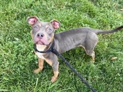 Shelter Stray Male Dog last seen Near BLOCK FROSTVIEW LN/JACKLIN AVE,63042, 10521 Baur Blvd, Olivette, MO 63132, USA