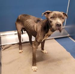 Shelter Stray Male Dog last seen Near BLOCK WHITCOMB ST, DETROIT, MI 48228, 7401 Chrysler Dr, Detroit, MI 48211, USA