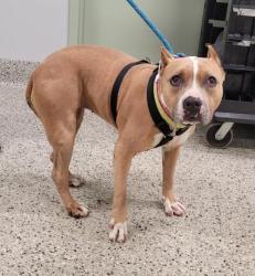 Shelter Stray Female Dog last seen Near BLOCK MANSFIELD ST, DETROIT MI 48235, 7401 Chrysler Dr, Detroit, MI 48211, USA