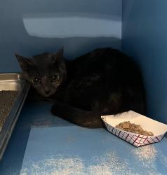 Shelter Stray Female Cat last seen BOSTON, 350 S Huntington Ave, Jamaica Plain, MA 02130, USA